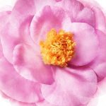 نرم کننده مو نوکس PRODIGIEUX حجم 200 میلی لیتر - Image 3